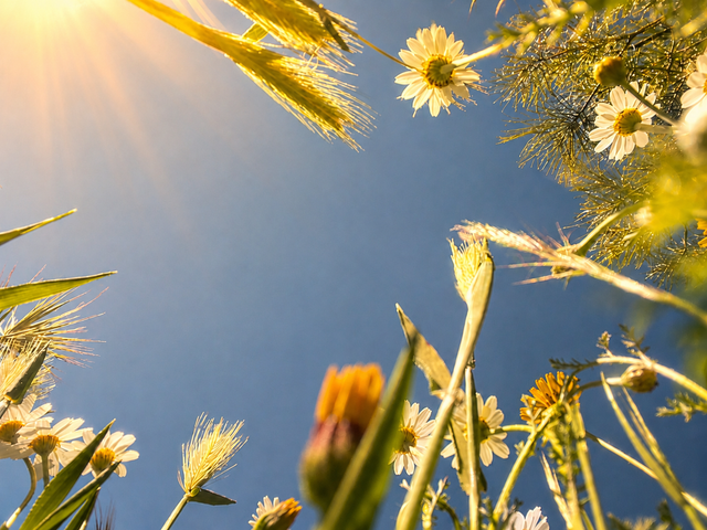 Sacred Plant Ceremony · holistic — private wellness ritual in Ibiza